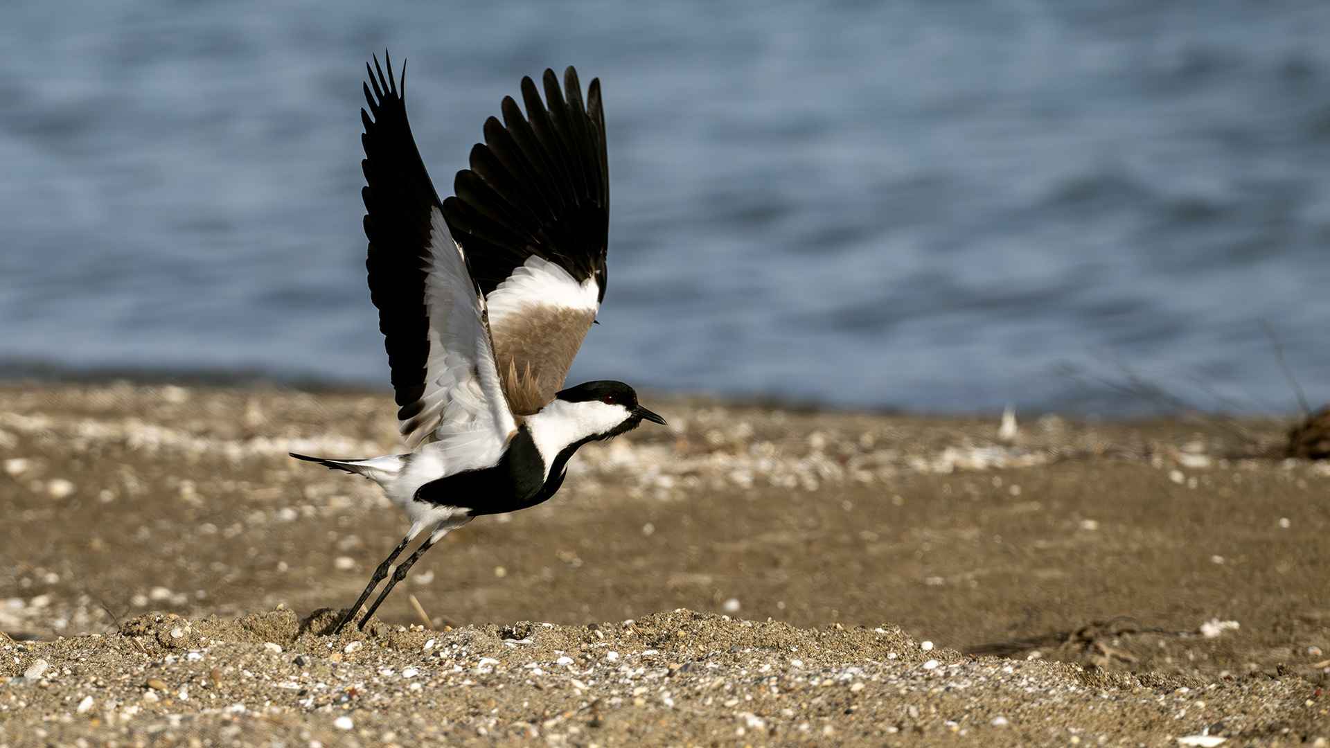 Spur-winged Lapwing